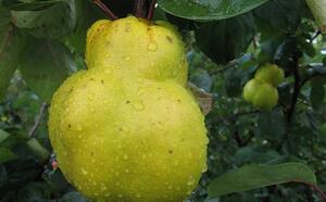 Айва продолговатая (грушевидная) фото