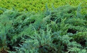 Можжевельник казацкий фото