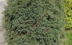 Туя восточная фото