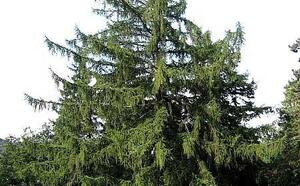 Лиственница японская фото