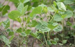 Соя обыкновенная фото