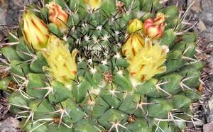 Маммиллярия Карвински фото