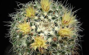 Маммиллярия Карвински фото