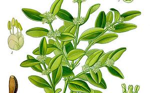 Самшит вечнозеленый фото