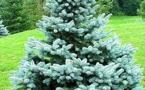 Ель колючая фото