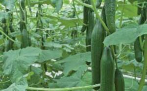 Огурец длинноплодный фото
