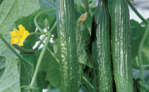 Огурец длинноплодный фото