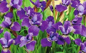 Ирис сибирский фото