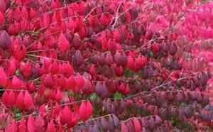 Бересклет европейский фото