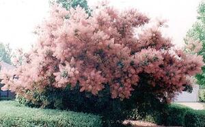 Скумпия кожевенная фото