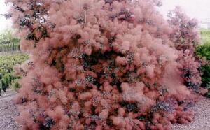 Скумпия кожевенная фото