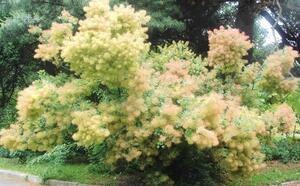 Скумпия кожевенная фото