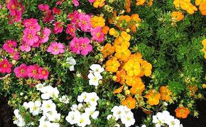 Лапчатка гибридная 'Red Ace' фото