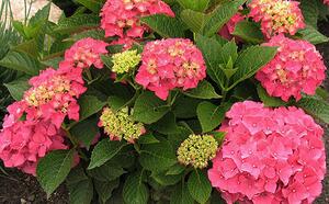 Гортензия крупнолистная 'All Summer Beauty' Вечное лето фото