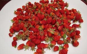Земляника культурная фото