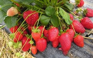 Земляника культурная фото