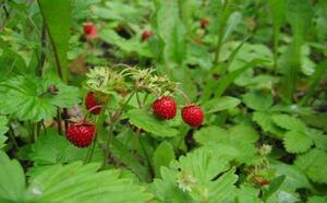 Земляника культурная фото