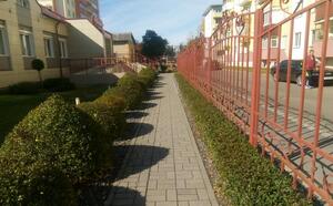 Озеленение территории социально-административных объектов фото