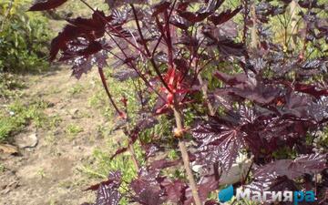 Посадочный материал фото