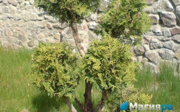 Посадочный материал фото