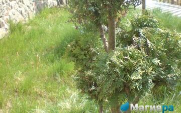 Посадочный материал фото