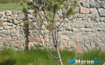 Посадочный материал фото