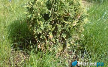 Посадочный материал фото