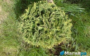 Посадочный материал фото