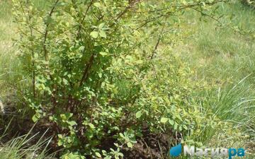 Посадочный материал фото