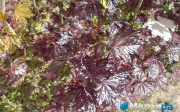 Посадочный материал фото