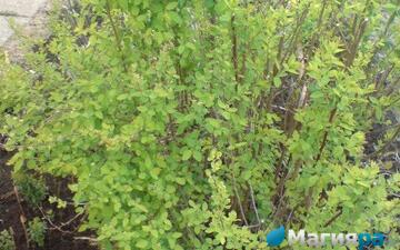 Посадочный материал фото