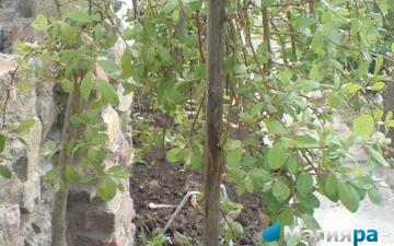 Посадочный материал фото