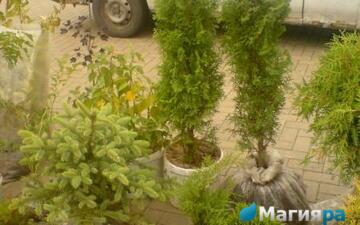 Жлобинский кирмаш 2012 фото