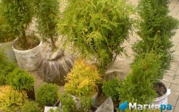 Жлобинский кирмаш 2012 фото