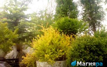 Жлобинский кирмаш 2012 фото