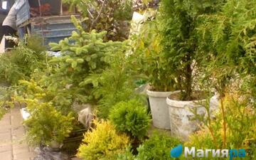 Жлобинский кирмаш 2012 фото