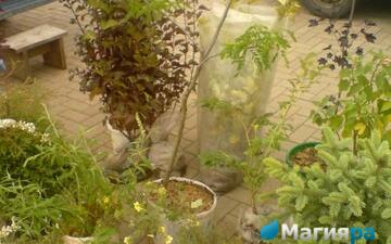 Жлобинский кирмаш 2012 фото