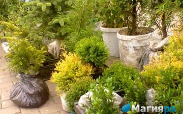 Жлобинский кирмаш 2012 фото