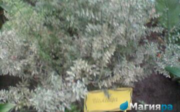 Зимний сад (г.Гомель) фото