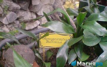 Зимний сад (г.Гомель) фото