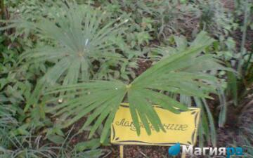 Зимний сад (г.Гомель) фото