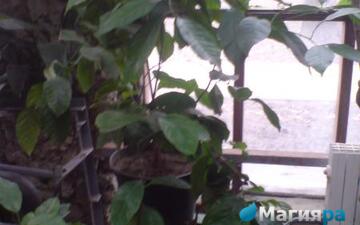 Зимний сад (г.Гомель) фото