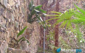 Зимний сад (г.Гомель) фото