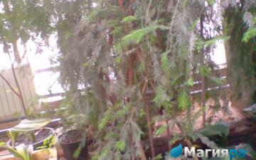 Зимний сад (г.Гомель) фото