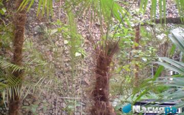 Зимний сад (г.Гомель) фото