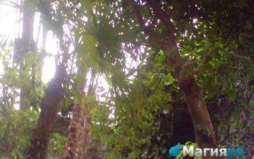 Зимний сад (г.Гомель) фото