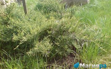 Посадочный материал 2 фото