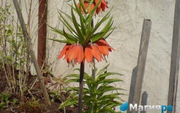 Посадочный материал 2 фото