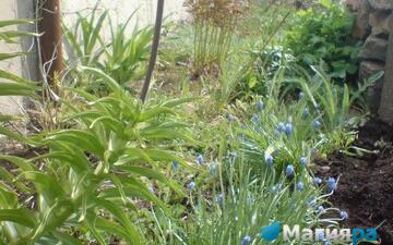 Посадочный материал 2 фото