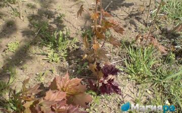 Посадочный материал 2 фото